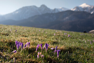 Crocuses under the Tatra Mountains, spring, sunny morning, view of the Giewont, near Zakopane,...