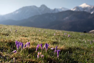 Fototapeten Crocuses under the Tatra Mountains, spring, sunny morning, view of the Giewont, near Zakopane, Kościelisko Krokusy pod Tatrami, wiosna, słoneczny poranek, widok na giewont © Arkadiusz