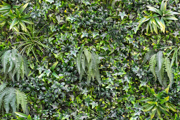 Vertical garden nature backdrop, living green wall of tropical rainforest foliage plants,...
