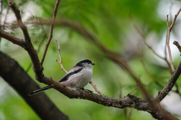 愛らしいエナガ