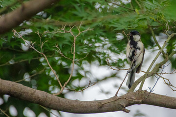 シジュウカラが枝に留まる