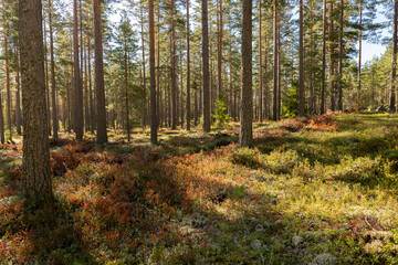 Pine tree forest landscape in autumn. Forest therapy and stress relief.