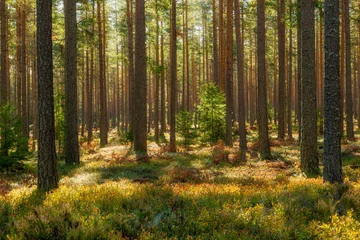 Kiefernwaldlandschaft im Herbst. Waldtherapie und Stressabbau. © Conny Sjostrom