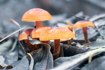 Flammulina velutipes is commonly known as Velvet Shank, Velvet Foot or Enoki, Enokitake. Orange...