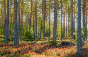 Obraz premium Pine tree forest landscape in autumn. Forest therapy and stress relief.