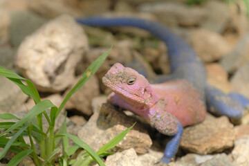 A male agama lizard stands and sunbathes on rocks in the wild