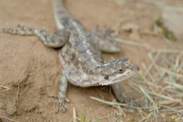 A female agama lizard stands and sunbathes in the wild in the Serengeti