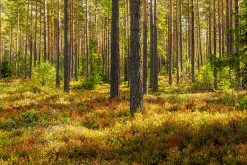 Kiefernwaldlandschaft im Herbst. Waldtherapie und Stressabbau. © Conny Sjostrom