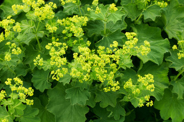 Alchemilla or lady's-mantle plant with green leaves and yellow flowers in the summer garden.