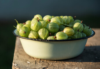 summer harvest of gooseberries in a plate