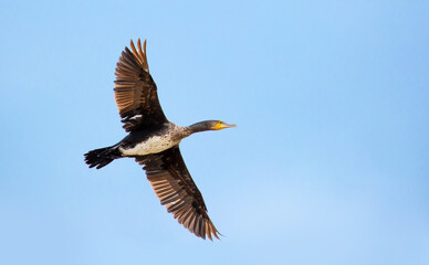 The great cormorant flies in the sky. Waterfowl on the lake. Wild nature, beautiful scenery. A...