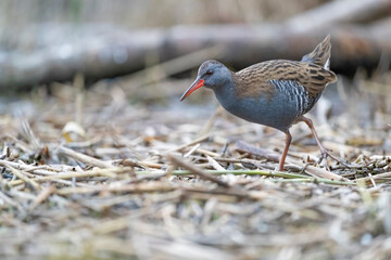 Water Rail - adult bird in a wetland.