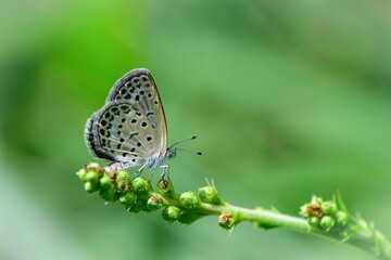 夏から秋に公園や庭で見かける身近なかわいいチョウのヤマトシジミ