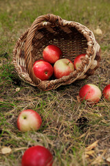 falling apples from an overturned basket