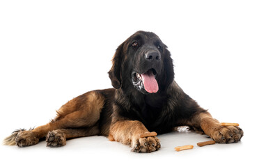 puppy Leonberger in studio