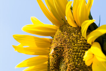 Focus on the bee collecting nectar in the yellow sunflower.