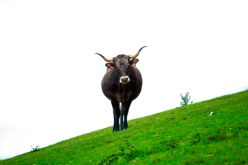 A cow on  hill in Cantabrian over a transparent background