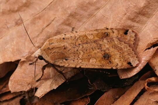 Brown moth on a dry leaves