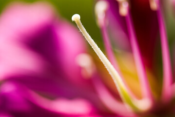 Macro of the stamen of a Bauhinia purpurea flower on a blurred background, Shallow DOF.