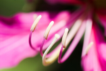 Macro of the stamen of a Bauhinia purpurea flower on a blurred background, Shallow DOF.