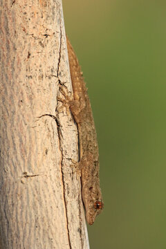 Mauergecko