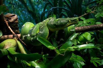 Closeup shot of a bright green python wrapping around a tree