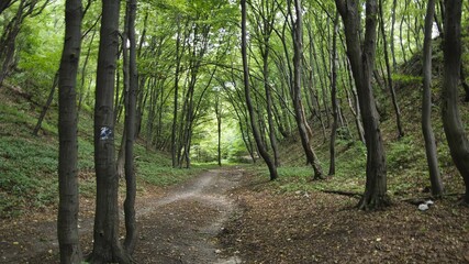 Spacer po lesie tynieckim w letni dzień. Cisz, spokój i zieleń - obrazy, fototapety, plakaty