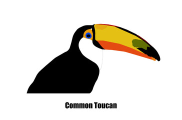 The common or toco toucan (Ramphastos toco)	