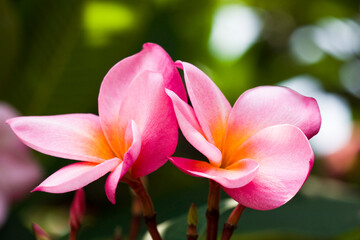 Close-up of frangipani flowers with the natural background.
