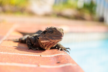 オーストラリアに棲息するヒガシアゴヒゲトカゲ