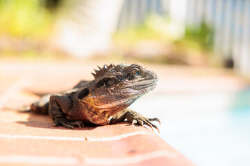 オーストラリアに棲息するヒガシアゴヒゲトカゲ