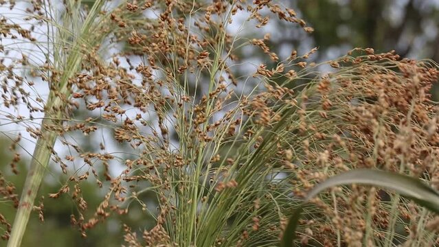 Mature sorghum is a plant used to make a broom for sweeping the floor. Sorghum seeds develop in the wind. Plant close-up video