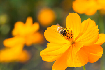 Close-up of cosmos flowers with the bee in the outdoor garden.