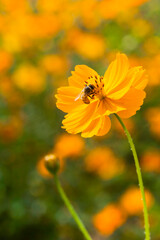 Close-up of cosmos flowers with the bee in the outdoor garden.