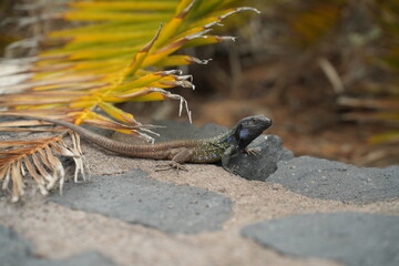 Lizard on a wall