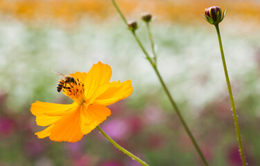 Focus on the bee collecting nectar in the cosmos flowers