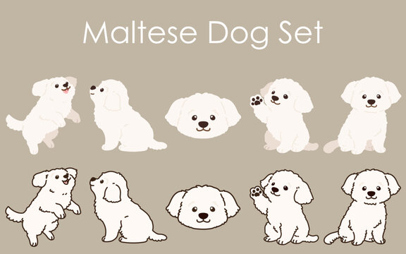 Simple and adorable white Maltese dog illustrations set