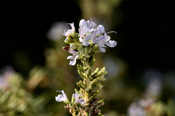 flor de romero verde (salvia rosmarinus)