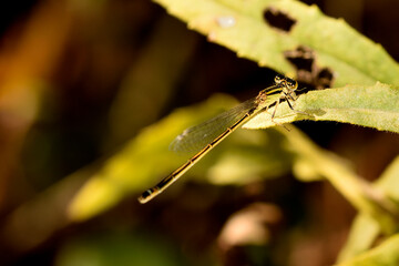 caballito del diablo (zigópteros, Zygoptera) posado en una hoja verde