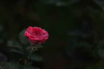 落ち着いた色合いの赤いバラ