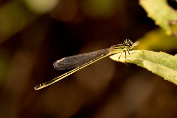 caballito del diablo (zigópteros, Zygoptera) posado en una hoja verde