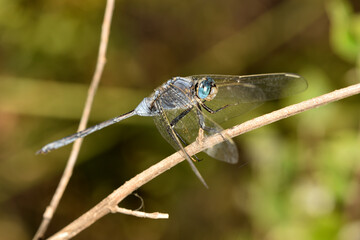 libelula azul (Orthetrum Chrysostigma) posada en un tallo seco