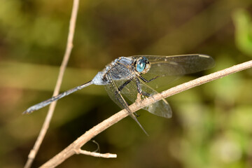 libelula azul (Orthetrum Chrysostigma) posada en un tallo seco