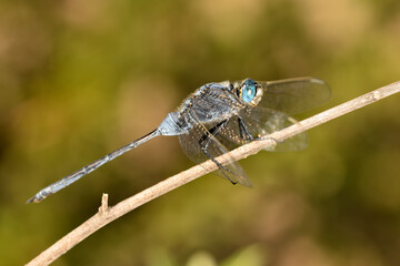 libelula azul (Orthetrum Chrysostigma) posada en un tallo seco