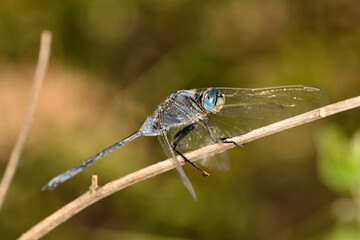 libelula azul (Orthetrum Chrysostigma) posada en un tallo seco