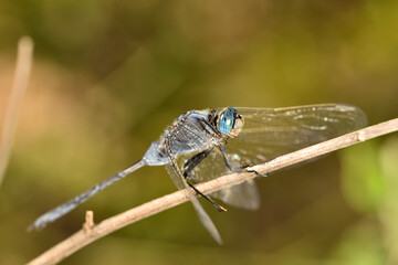 libelula azul (Orthetrum Chrysostigma) posada en un tallo seco