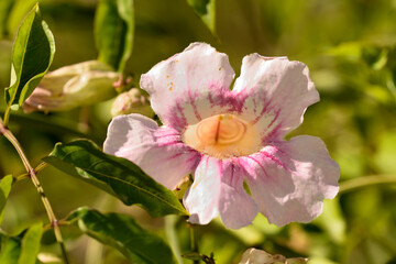 flor silvestre rosa y amarilla
