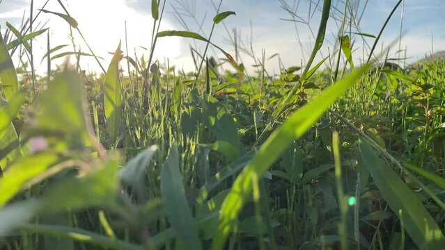 太陽に照らされた草原　ローアングル　動きあり