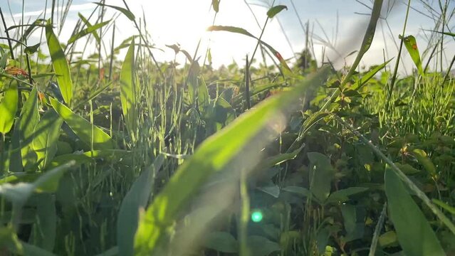 太陽に照らされた草原　ローアングル　動きあり