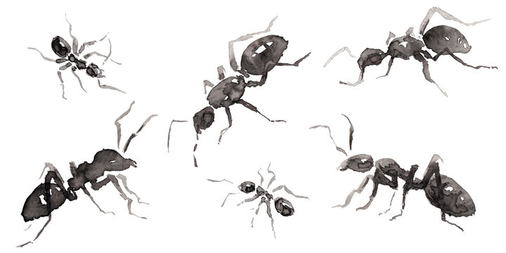 Set 10 with six differents forms ant isolated on white.  Hand drawn china ink on paper textures. Raster